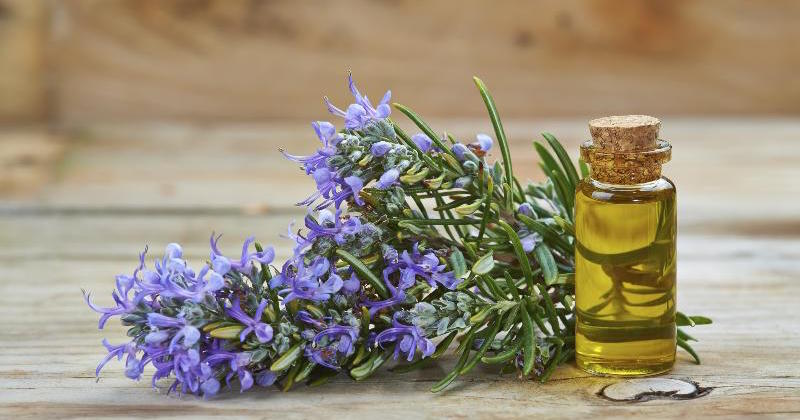 Rosemary essential Oil For Hair Growth