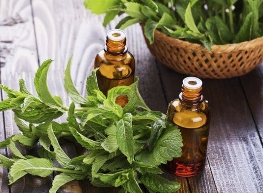 peppermint essential oil theats hair loss